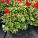 Red Geranium