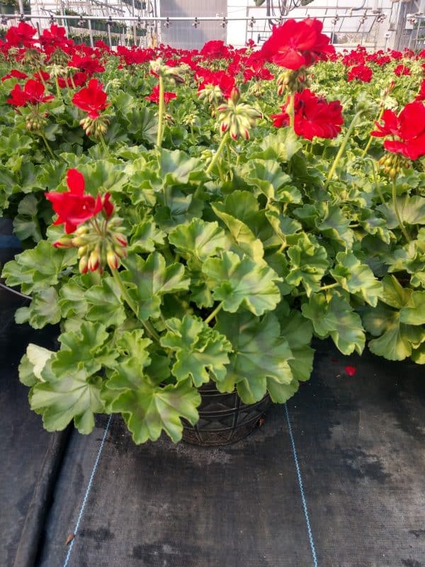Spring Geranium Fundraiser