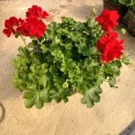 Red Geranium