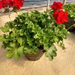 Red Geranium