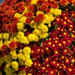 Tri-Color Mum