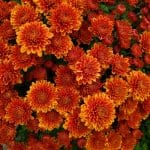 Bronze Mum