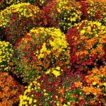 Tri-Color Mum