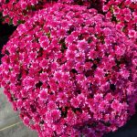 Purple Mum