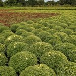 Field of Mums