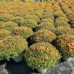 Field of Bronze Mums