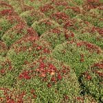 Field of Red Mums