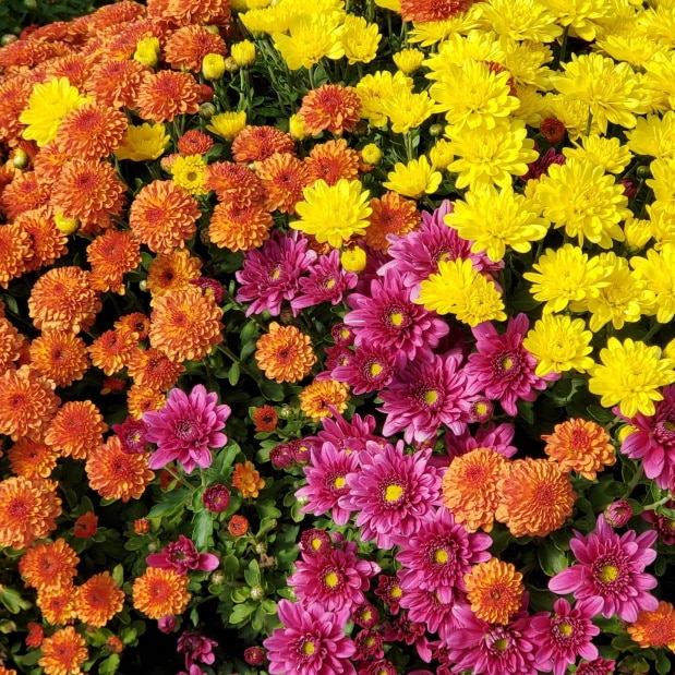 Spring Geranium Fundraiser