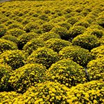 Field of Yellow Mums