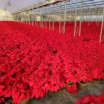 Greenhouse of Red Poinsettias