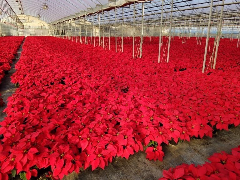Greenhouse of Red Poinsettias
