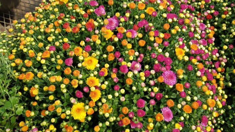 Tri-Colored Mums