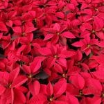 Red Poinsettias
