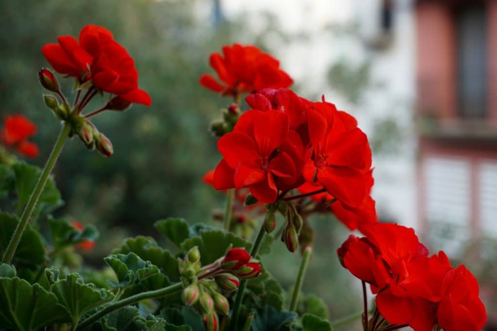 Spring Geranium Fundraiser