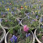 Bulb Bowl