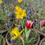 Bulb Bowl