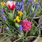 Bulb Bowl