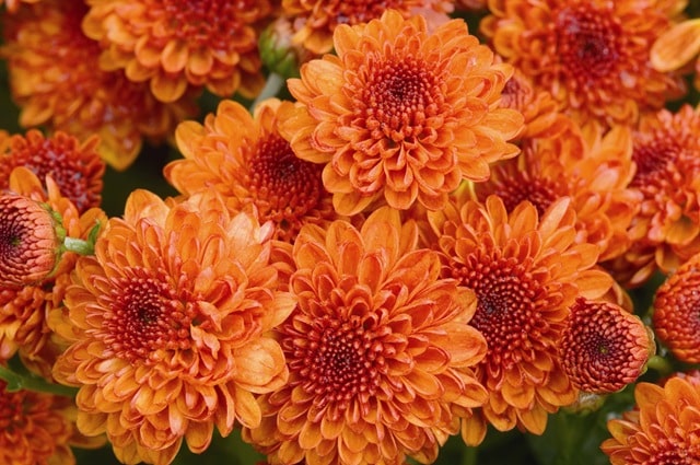 Fall Mum Fundraiser