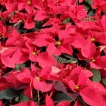 Red Poinsettias