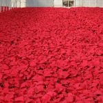 Red Poinsettias