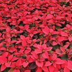 Red Poinsettias