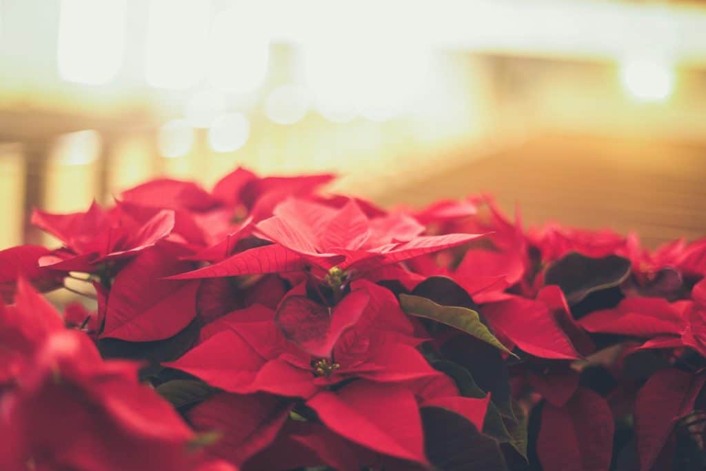 Winter Poinsettia Fundraiser