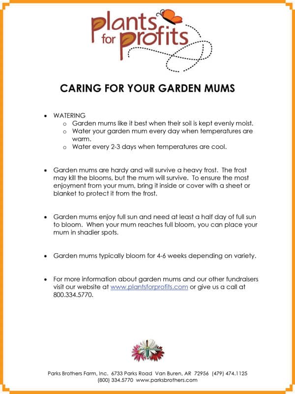 Fall Mum Care Sheet